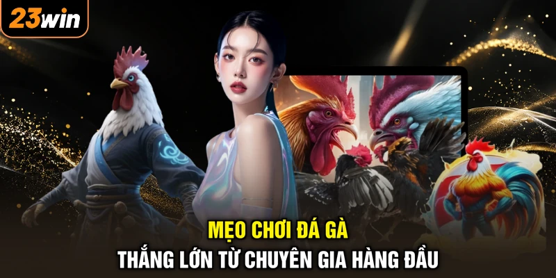 Mẹo chơi đá gà thắng lớn từ chuyên gia hàng đầu