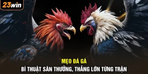 Mẹo Đá Gà - Bí Thuật Săn Thưởng, Thắng Lớn Từng Trận